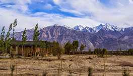 Nubra Ecolodge-Guest Room-1