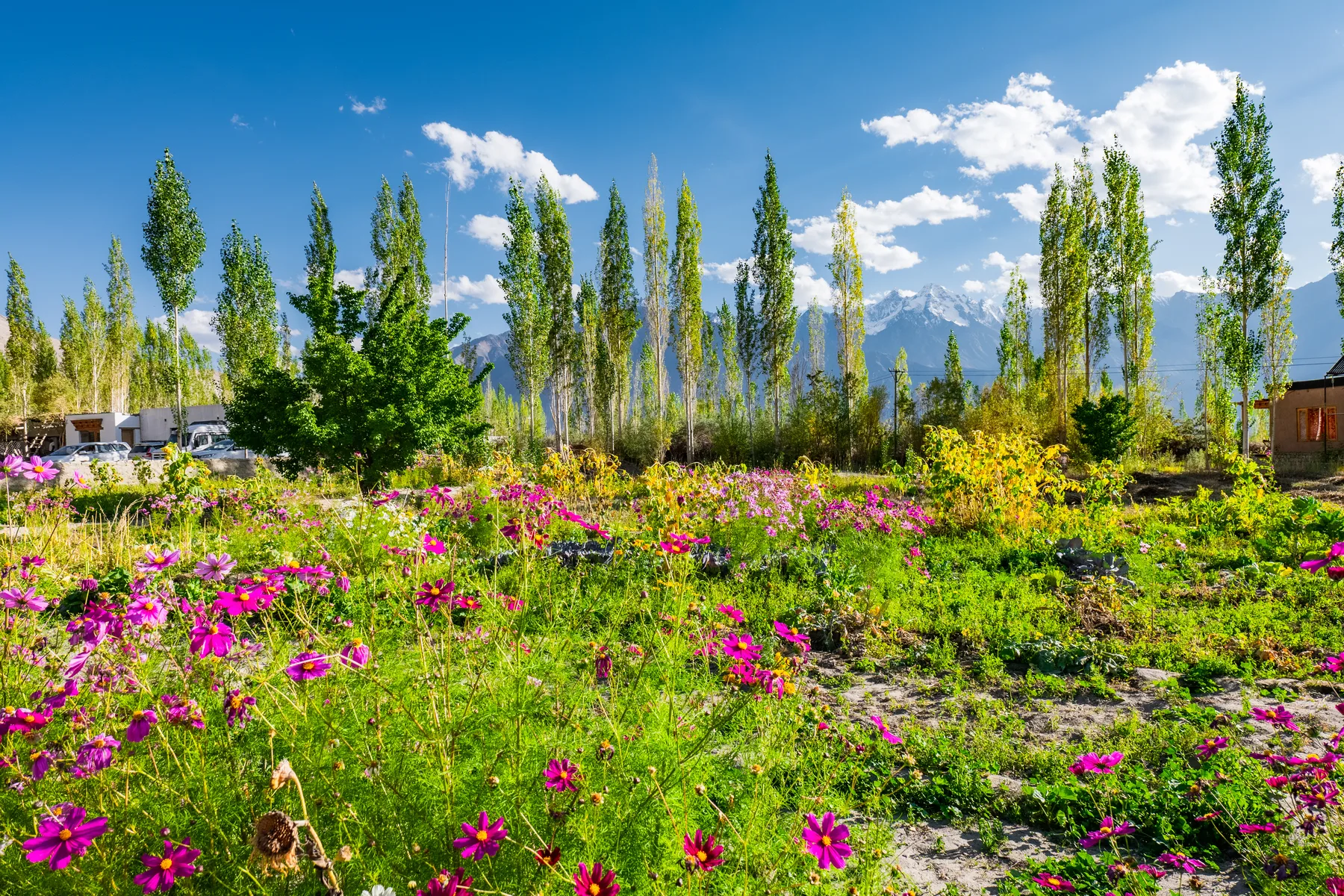 Wildflower garden and snow mountains
